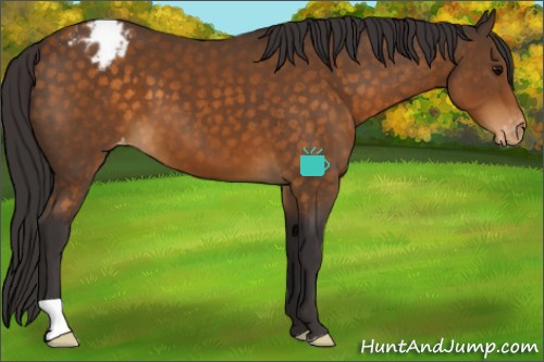 Horse Color:Buckskin Appaloosa 