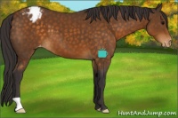 Horse Color:Buckskin Appaloosa 
