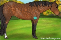 Horse Color:Buckskin Sabino 
