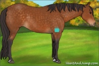 Horse Color:Buckskin Sabino Rabicano 