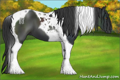 Horse Color:Black Tobiano 