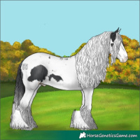 Horse Color:Black Splash Tobiano
