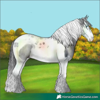 Horse Color:Black Splash Tobiano 