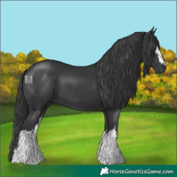 Horse Color:White Spotted Black Tobiano 