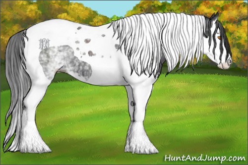 Horse Color:White Spotted Black Splash Tobiano