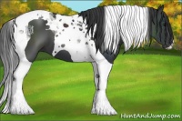 Horse Color:Black Tobiano 