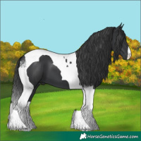 Horse Color:Black Tobiano 