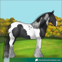 Horse Color:Black Tobiano 
