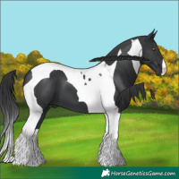 Horse Color:Black Tobiano 