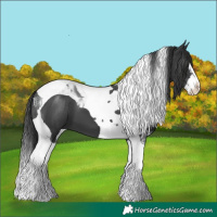 Horse Color:Black Splash Tobiano 