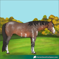 Horse Color:Brown Sabino Rabicano