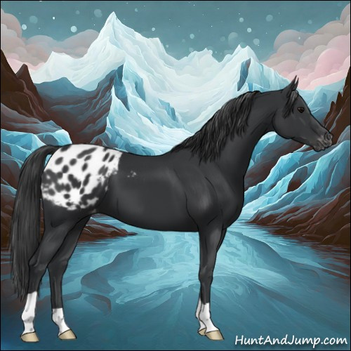 Horse Color:Black Appaloosa