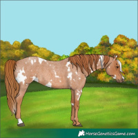 Horse Color:White Spotted Red Roan 