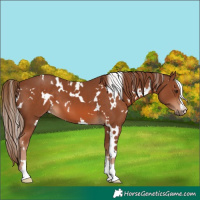 Horse Color:White Spotted Chestnut