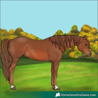 Horse Color:Unknown 