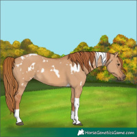Horse Color:White Spotted Red Dun Tobiano 
