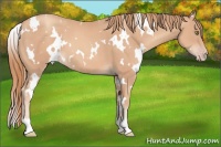 Horse Color:White Spotted Gold Champagne 