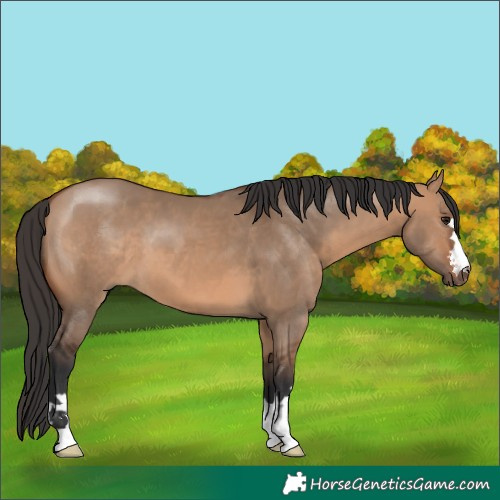 Horse Color:Unknown 