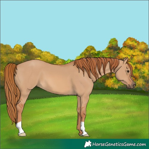 Horse Color:Unknown 