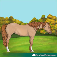 Horse Color:Unknown 