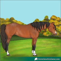 Horse Color:Bay Rabicano 