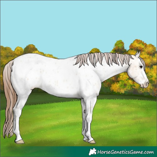 Horse Color:Bay Ice Dun Sabino Near Leopard 