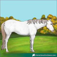 Horse Color:Bay Ice Dun Sabino Near Leopard 