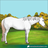 Horse Color:Bay Dun Appaloosa 