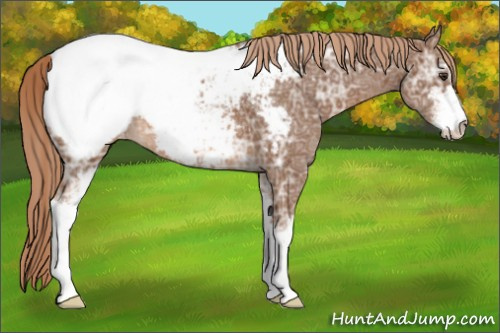 Horse Color:Chestnut Ice Sabino Appaloosa 
