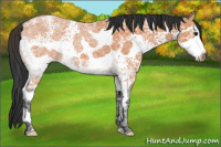 Horse Color:White Spotted Bay Ice