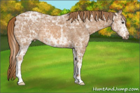 Horse Color:White Spotted Chestnut Ice