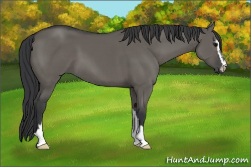 Horse Color:Grullo Sabino 