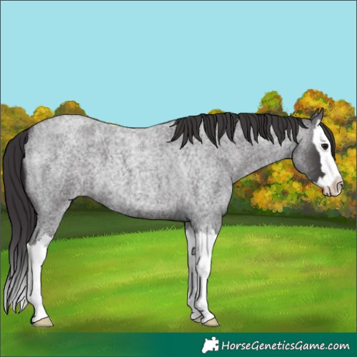 Horse Color:Smoky Blue Roan Splash 