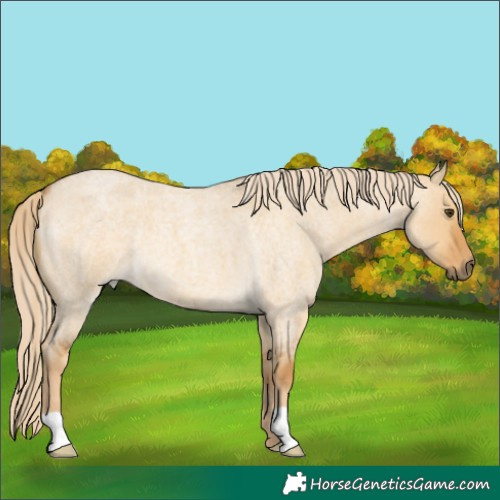 Horse Color:Palomino Roan Dun 