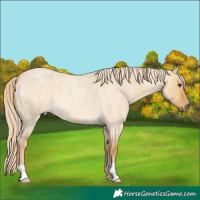 Horse Color:Palomino Roan Dun 
