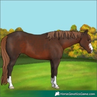 Horse Color:Liver Chestnut 