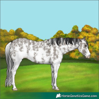 Horse Color:Grullo Sabino