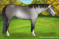 Horse Color:Gray Grullo Sabino 