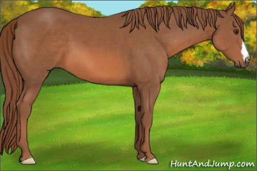 Horse Color:Chestnut 