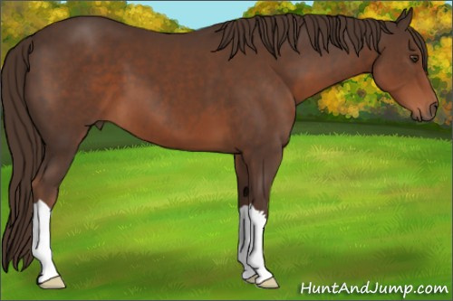 Horse Color:Liver Chestnut 