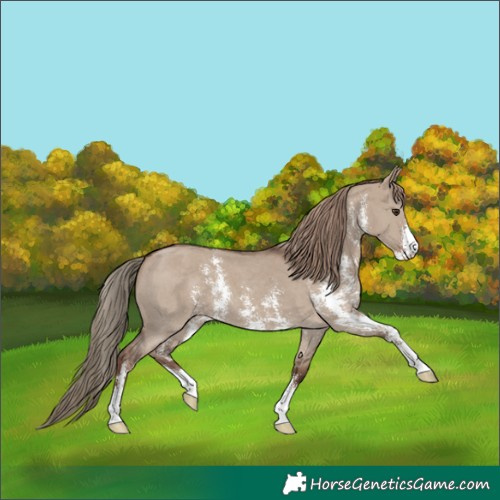 Horse Color:Liver Red Dun Sabino 