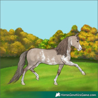 Horse Color:Liver Red Dun Sabino 
