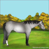 Horse Color:Gray Grullo Sabino 