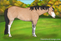 Horse Color:Bay Dun Sabino 