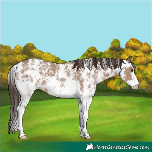 Horse Color:Liver Red Dun Sabino