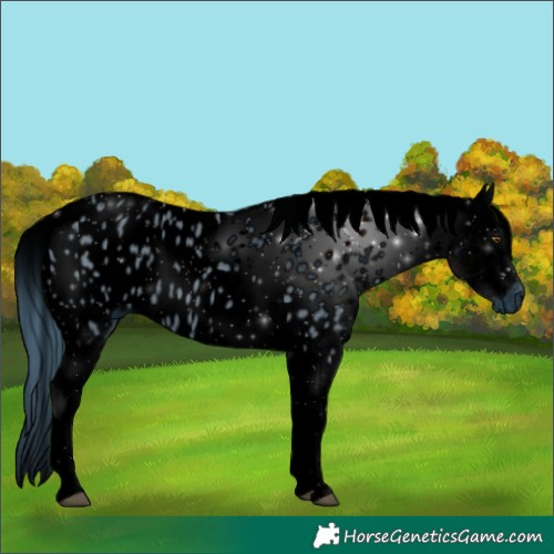 Horse Color:ERROR: UNKNOWN ANOMALY