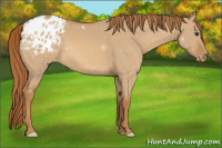 Horse Color:Red Dun Appaloosa 