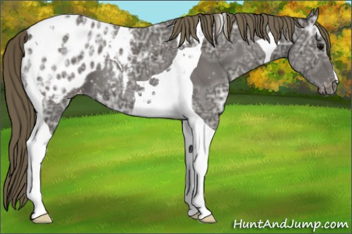 Horse Color:Smoky Black Ice Tobiano Appaloosa 