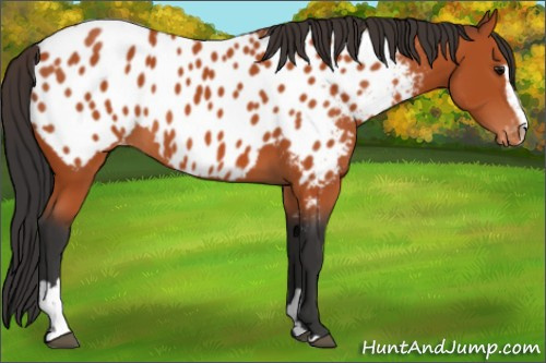 Horse Color:Bay Sabino Appaloosa 