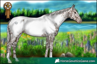 Horse Color:Silver Black Appaloosa 